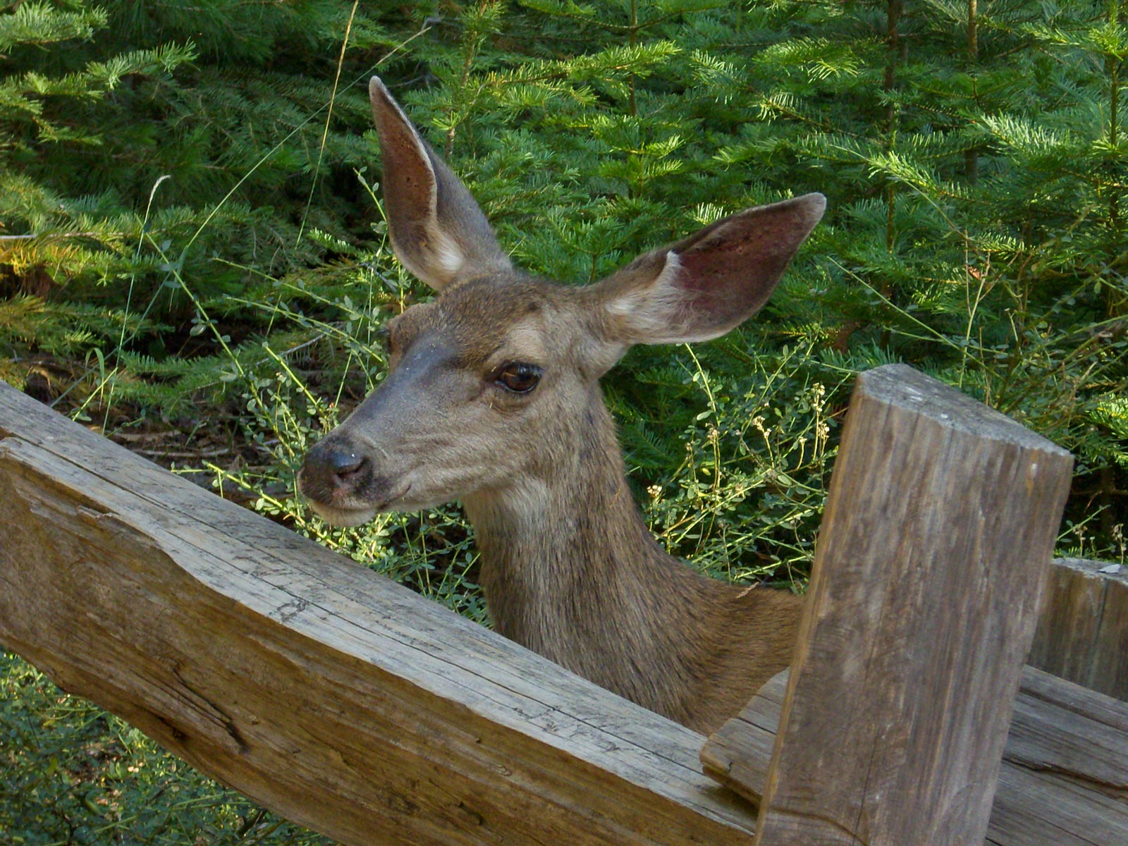 11 USA 2008 Eloise 187